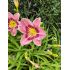 Hemerocallis 'Always Afternoon' - ľaliovka 'Always Afternoon'